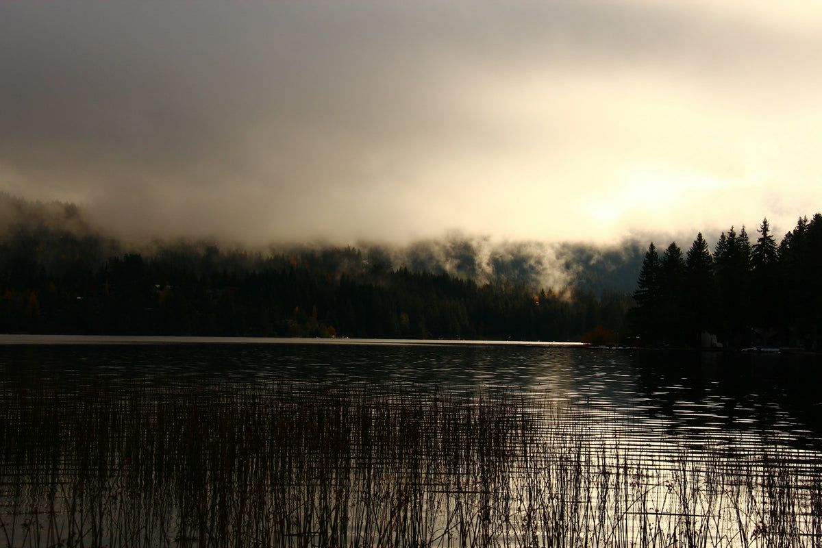 Misty lake at dawn with reeds in the foreground